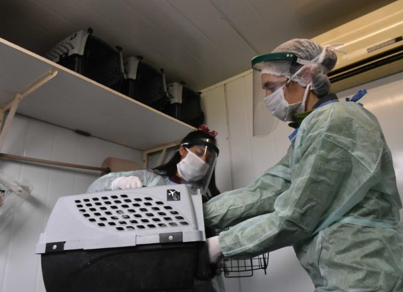 Servicios veterinarios y vacunación para mascotas en la ciudad