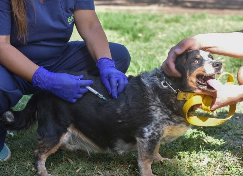 Semana clave para la atención veterinaria gratuita en los barrios