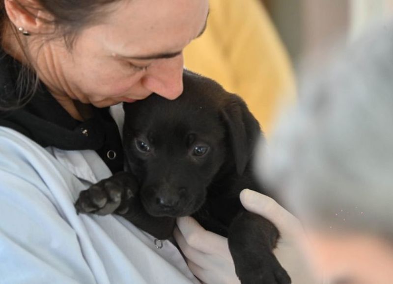 Nueva semana de atención veterinaria municipal y gratuita